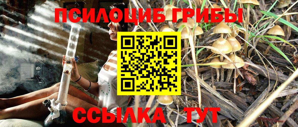 Псилоцибиновые грибы Psilocybe Ликино-Дулёво